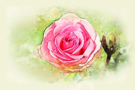 水彩ピンクローズのイラスト素材・ベクター Image 12392523