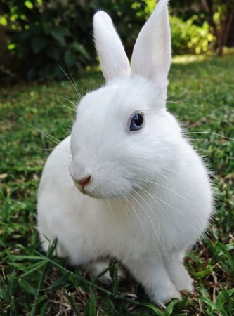 緑の草 のうさぎ 青い目と白いウサギ の写真素材 画像素材 Image 緑の草 のうさぎ 青い目と白いウサギ の写真素材 画像素材 Image