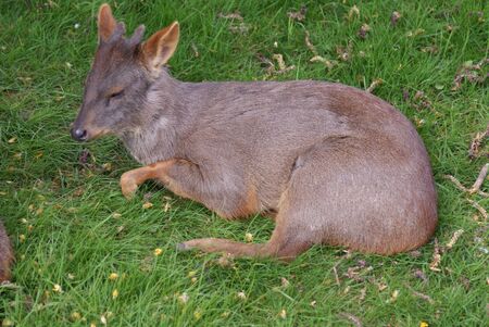 世界最小の鹿 チリ プドゥ プドゥ Puda の写真素材 画像素材 Image