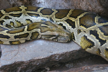 大きいビルマ岩 Python インドニシキヘビ の写真素材 画像素材 Image 大きいビルマ岩 Python インドニシキヘビ の写真素材 画像素材 Image