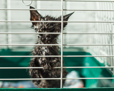 80477915-homeless-kitten-in-a-cage-in-an-animal-shelter.jpg