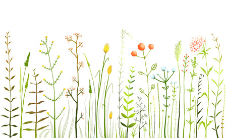 野生の野の花と草の白いコレクションのイラスト素材 ベクタ Image