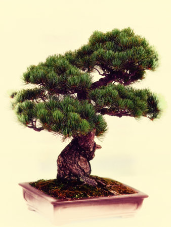 イヌマキ盆栽の写真素材・画像素材 Image 53729875