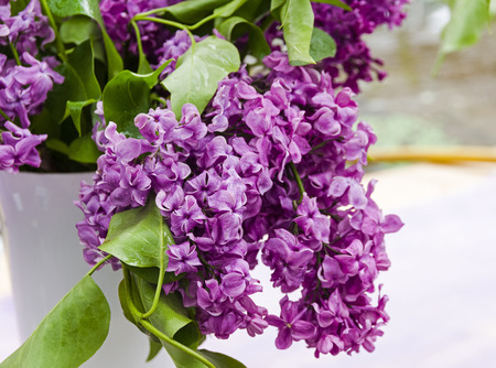 ブーケのデ ソシュア種のライラック の写真素材 画像素材 Image