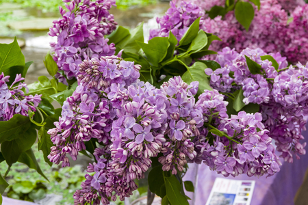 ブーケのデ ソシュア種のライラック の写真素材 画像素材 Image