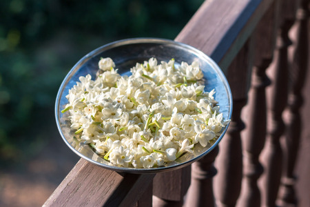 Arabian Jasmine