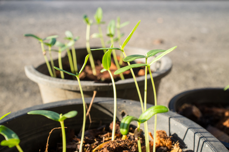 種子の発芽のような人生の始まりは 障害 トラブル 困難 虫や昆虫の食べ物を食べることに直面する必要があります アフゼリア シロカルパ種子が発芽し の写真素材 画像素材 Image 種子の発芽のような人生の始まりは 障害 トラブル 困難 虫や昆虫の食べ物を食べることに直面する必要があります アフゼリア シロカルパ種子が発芽し の写真素材 画像素材 Image