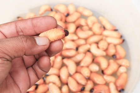 サゴカブトムシまたはワームヤシのゾウムシの赤い動きを手に ラインチョフォルス フェルギネウス 人気の食べ物幼虫 タイ南部 の写真素材 画像素材 Image サゴカブトムシまたはワームヤシのゾウムシの赤い動きを手に ラインチョフォルス フェルギネウス 人気の食べ物幼虫 タイ南部 の写真素材 画像素材 Image