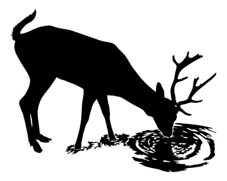 A young male deer drink from a peaceful lake