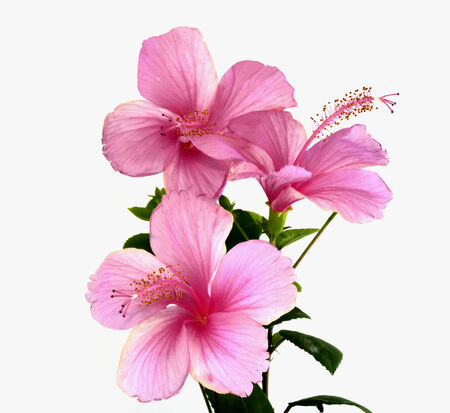 ピンクのハイビスカスの花の花束 の写真素材 画像素材 Image ピンクのハイビスカスの花の花束 の写真素材 画像素材 Image