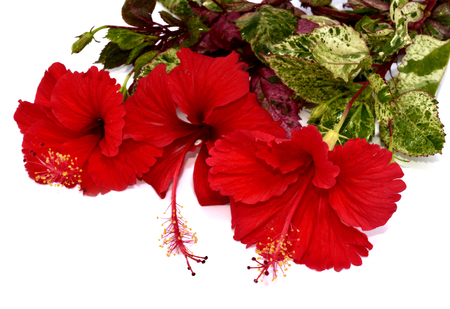 白地に朱赤のハイビスカスの花の花束 の写真素材 画像素材 Image 白地に朱赤のハイビスカスの花の花束 の写真素材 画像素材 Image