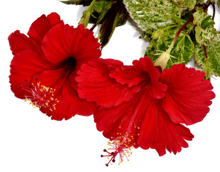 白地に朱赤のハイビスカスの花の花束 の写真素材 画像素材 Image 白地に朱赤のハイビスカスの花の花束 の写真素材 画像素材 Image