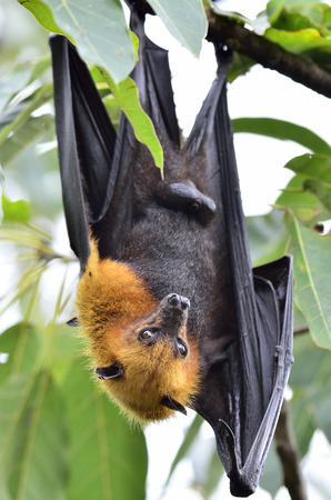 hanging flying fox waking up while hangs on the tree granch stock