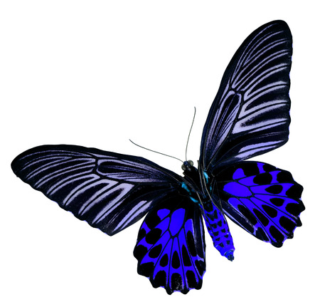 美しいピンクの蝶 小さな草は黄色 の写真素材 画像素材 Image 美しいピンクの蝶 小さな草は黄色 の写真素材 画像素材 Image