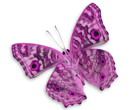 美しいピンクの蝶 小さな草は黄色 の写真素材 画像素材 Image 美しいピンクの蝶 小さな草は黄色 の写真素材 画像素材 Image