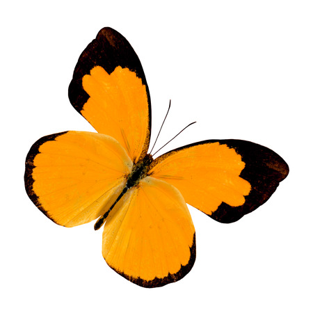 美しいピンクの蝶 小さな草は黄色 の写真素材 画像素材 Image 美しいピンクの蝶 小さな草は黄色 の写真素材 画像素材 Image