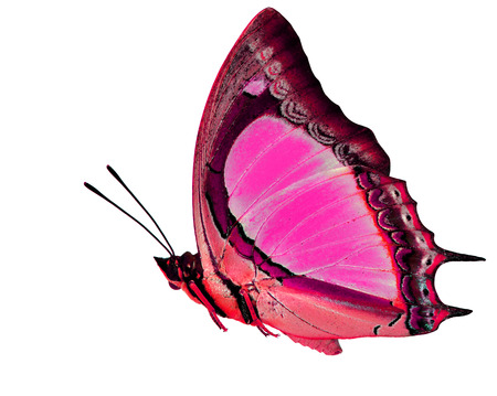 美しいフライング ピンクとグリーンの蝶を白い背景に分離 の写真素材 画像素材 Image 美しいフライング ピンクとグリーンの蝶を白い背景に分離 の写真素材 画像素材 Image