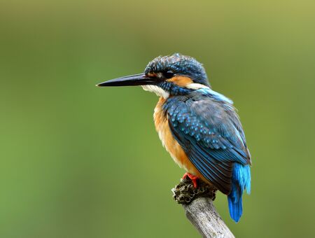 カワセミ カワセミ グリーン ターコイズ ブルー 冷静鳥朝 Lightign エキゾチックな自然の背景をぼかしグリーン上横顔羽とポールに止まった の写真素材 画像素材 Image カワセミ カワセミ グリーン ターコイズ ブルー 冷静鳥朝 Lightign エキゾチックな自然の背景をぼかしグリーン上横顔羽とポールに止まった の写真素材 画像素材 Image