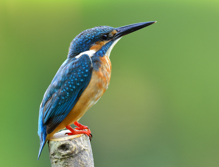 カワセミ カワセミ 美しい青い鳥立っているの一般的な詳細と木柱魅了のカラフルな鳥の足にカットの頭から の写真素材 画像素材 Image カワセミ カワセミ 美しい青い鳥立っているの一般的な詳細と木柱魅了のカラフルな鳥の足にカットの頭から の写真素材 画像素材 Image