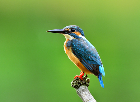 カワセミ カワセミ カワセミ ユーラシアの川カワセミ 美しい青い鳥緑ぼかし背景に枝に止まった孤独な男性を魅了性質 の写真素材 画像素材 Image カワセミ カワセミ カワセミ ユーラシアの川カワセミ 美しい青い鳥緑ぼかし背景に枝に止まった孤独な男性を魅了性質 の写真素材 画像素材 Image