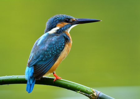 ブラウンと共通のカワセミ カワセミ 美しい青い鳥腹冷静ストリームに曲線の竹の棒に止まった の写真素材 画像素材 Image ブラウンと共通のカワセミ カワセミ 美しい青い鳥腹冷静ストリームに曲線の竹の棒に止まった の写真素材 画像素材 Image