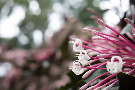ケシニアの花 冬のスターバーストの木 クレロデンドラム 四分円庭に咲く植物 公園のピンクと白の花 の写真素材 画像素材 Image ケシニアの花 冬のスターバーストの木 クレロデンドラム 四分円庭に咲く植物 公園のピンクと白の花 の写真素材 画像素材 Image