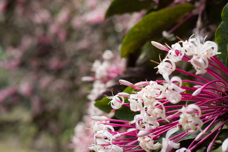 ケシニアの花 冬のスターバーストの木 クレロデンドラム 四分円庭に咲く植物 公園のピンクと白の花 の写真素材 画像素材 Image
