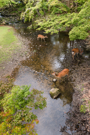 deer drinking water in forest stream