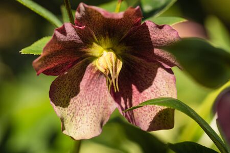 Korsische Nieswurz Blumen In Voller Blute Lizenzfreie Fotos Bilder Und Stock Fotografie Image 60481002