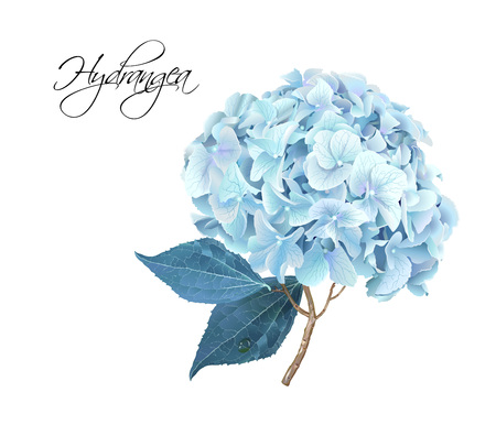 アジサイ ピンク現実的なイラスト のイラスト素材 ベクタ Image アジサイ ピンク現実的なイラスト のイラスト素材 ベクタ Image