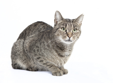 25904046-isolated-striped-cat-