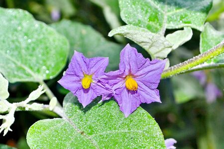 自然に咲く紫色の野生茄子花 バイオレット色方法花 ナス 日光の下で自然の環境の中 の写真素材 画像素材 Image