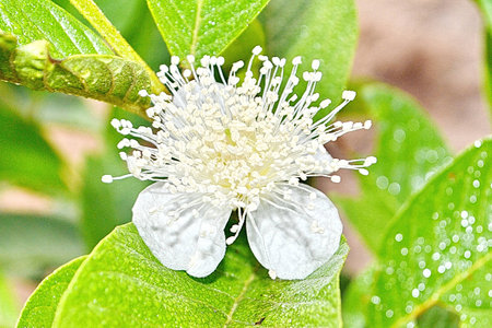 グアバの花トロピカル フルーツ の写真素材 画像素材 Image