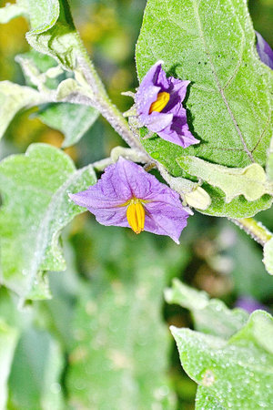 自然 紫に咲く紫色の野生茄子の花の色の道を花 の写真素材 画像素材 Image 自然 紫に咲く紫色の野生茄子の花の色の道を花 の写真素材 画像素材 Image