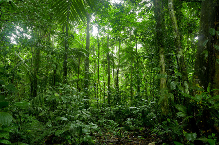 rainforest background