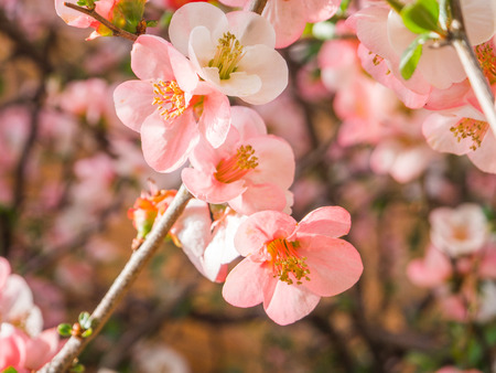 Beautiful view of hanami park during cherry blossom season in Kyoto.