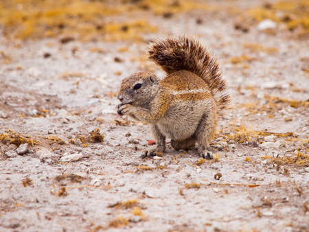 南アフリカの地上リス Xerus Inauris 上げられた尾を食べる食品 カラハリ砂漠 南アフリカ の写真素材 画像素材 Image 南アフリカの地上リス Xerus Inauris 上げられた尾を食べる食品 カラハリ砂漠 南アフリカ の写真素材 画像素材 Image