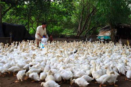 ビンズオン省ベトナム ローカル アヒル農場がたくさん の写真素材 画像素材 Image ビンズオン省ベトナム ローカル アヒル農場がたくさん の写真素材 画像素材 Image