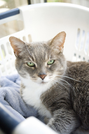 portrait of senior domestic grey and white cat in laundry basket