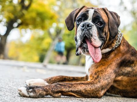 15 860 Perro Boxer Imagenes Y Fotos 123rf
