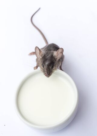 Bebe Souris Sauvage Mangeant Du Mais Jaune Frais Banque D Images Et Photos Libres De Droits Image
