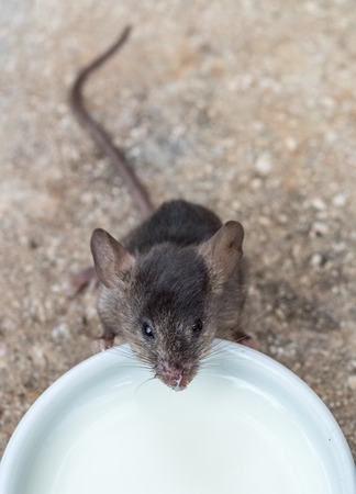 Bebe Lait De Consommation De La Souris Sauvage Sur Fond Blanc Banque D Images Et Photos Libres De Droits Image Bebe Lait De Consommation De La Souris Sauvage Sur Fond Blanc Banque D Images Et Photos Libres De Droits Image