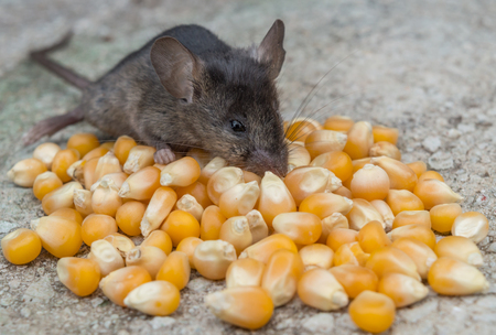 Bebe Lait De Consommation De La Souris Sauvage Sur Fond Blanc Banque D Images Et Photos Libres De Droits Image Bebe Lait De Consommation De La Souris Sauvage Sur Fond Blanc Banque D Images Et Photos Libres De Droits Image
