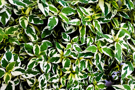 梅雨の季節で育った白い線と緑の葉自然の緑の背景を感じるリラックスと新鮮な庭のときを参照してください の写真素材 画像素材 Image 梅雨の季節で育った白い線と緑の葉自然の緑の背景を感じるリラックスと新鮮な庭のときを参照してください の写真素材 画像素材 Image