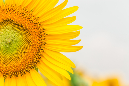 Sun flower: Sun flower with copy space for your background.
