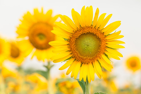 Sun flower: Sun-Blume das Zeichen der Hoffnung für Ihren Erfolg Hintergrund. Lizenzfreie Bilder