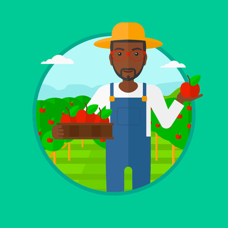 An african-american man standing in the garden and holding a crate full of apples in hands. Young male farmer collecting apples. Vector flat design illustration in the circle isolated on background.