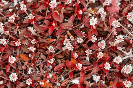 小さな白い花の背景を持つ赤い草 の写真素材 画像素材 Image 57629123