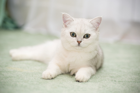 Beautiful Young Cat Breed Scottish Chinchilla Straight Stock Photo