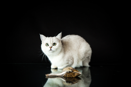 Beautiful Young Cat Breed Scottish Chinchilla Straight Stock Photo